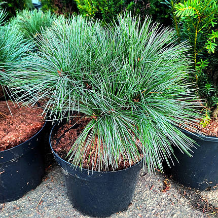 Сосна веймутова Мері Батлер / С5 / h 20-30 / Pinus Mary Butler, фото 1