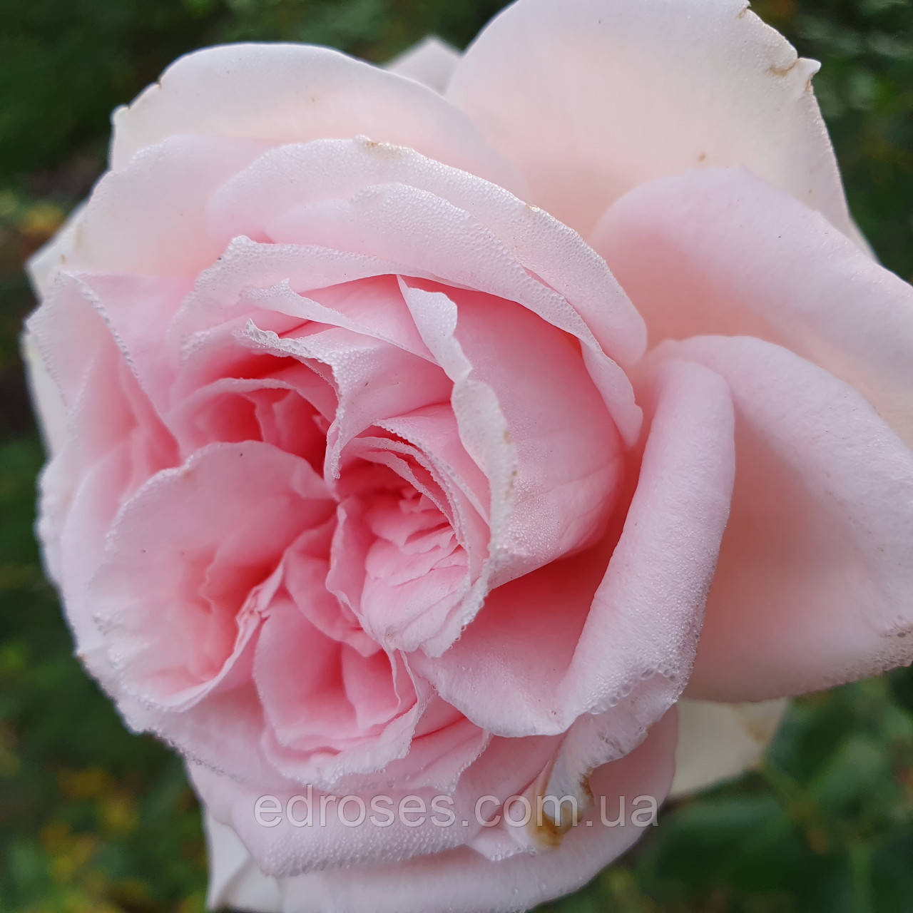 Катаріна фон Бора (Katharina von Bora), фото 1