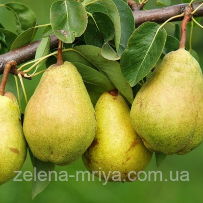 Груша "Стрийська" (зимовий сорт), фото 1