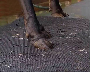 Утримання ВРХ