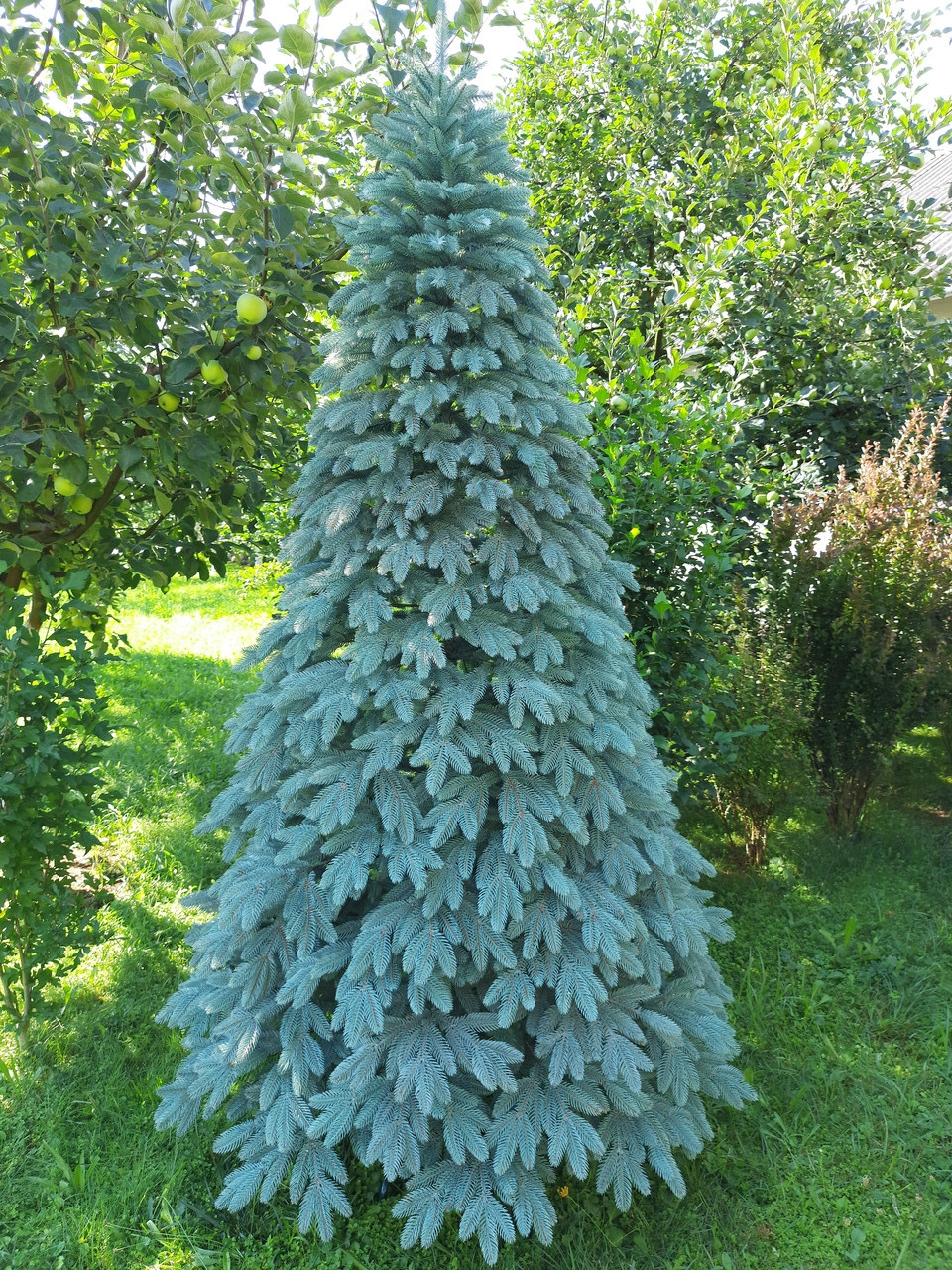 Лита ялинка Швейцарська 2.30м. блакитна, фото 1
