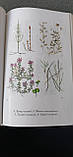 Ольга Безкоровайна «Лекарські трави в медицині», фото 8