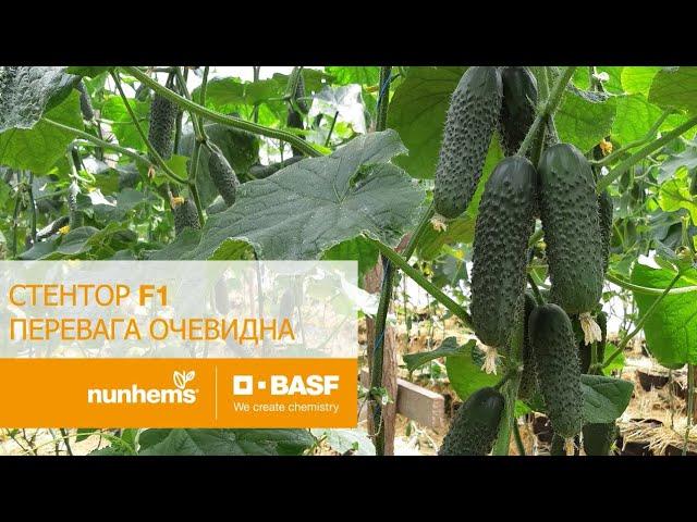 Стентор F1 -  500 шт. насіння огірка, Nunhems, фото 1