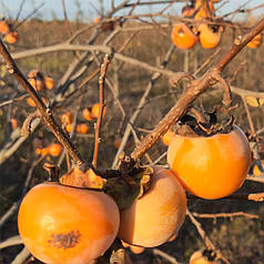 Саджанці хурми сорт Божий дар 1 річні (напівупаковані)