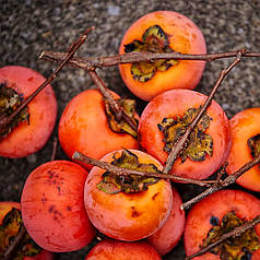 Хурма сорт "Віргінська" великоплідна 1 річна (напівупакована)
