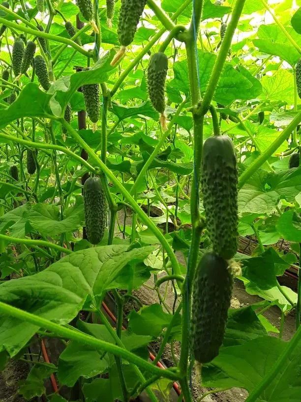 Пікскор F1- 500 шт. насіння огірка, Nunhems, фото 1