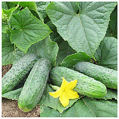 Огірок Спарта F1 поштучно Nunhems 1 шт