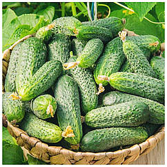 Огірок Гектор F1 поштучно Nunhems 1 шт.