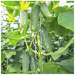 Огірок Грін Пік F1 поштучно Unigen Seeds 1 шт