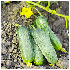 Огірок Пролікс F1 поштучно Nunhems 1 шт