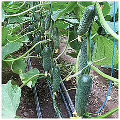 Огірок Ілонарf F1 поштучно Rijk Zwaan 1 шт.