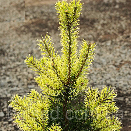 Сосна Брентмор Блонд / С5 / h 80-100 / Pinus Brentmoor Blonde, фото 1