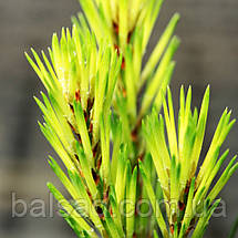 Сосна Брентмор Блонд / С5 / h 80-100 / Pinus Brentmoor Blonde, фото 4