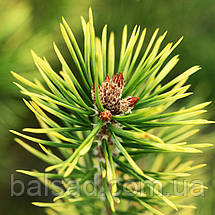 Сосна Брентмор Блонд / С5 / h 80-100 / Pinus Brentmoor Blonde, фото 5