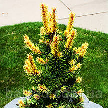 Сосна Тейлорс Санбаст / Штамб h 95-105 / Pinus Taylor's Sunburst, фото 5
