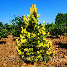 Сосна Тейлорс Санбаст / Штамб h 95-105 / Pinus Taylor's Sunburst, фото 4