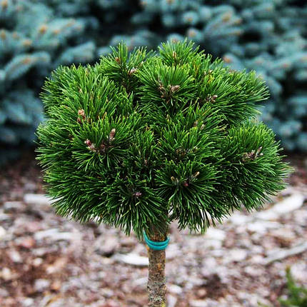 Сосна гірська на штамбі Грюне Велле / h 75-95 / Pinus Grüne Welle, фото 1