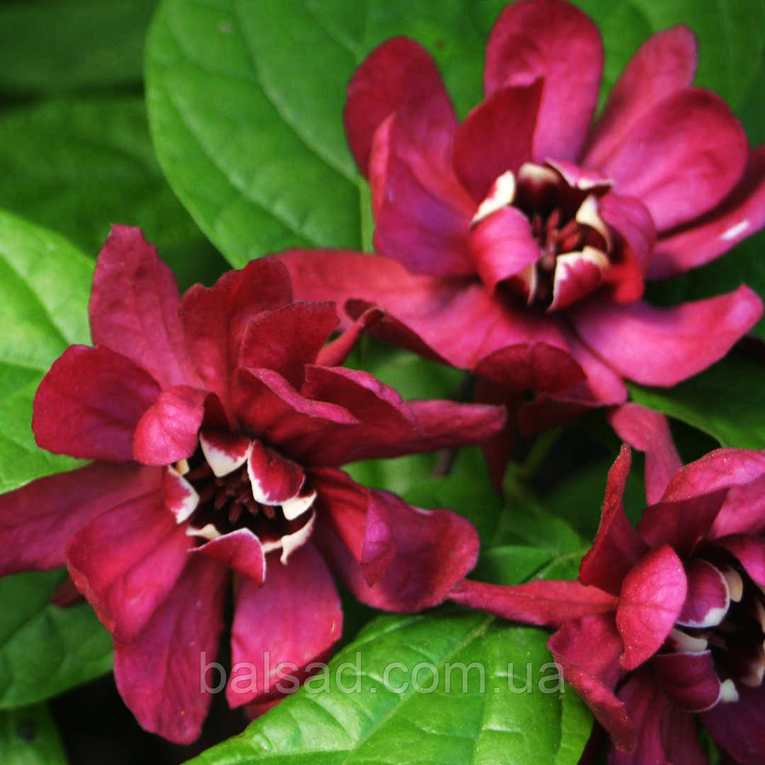 Калікант Хартледж Вайн / h 100-120 / Calycanthus Hartlage Wine