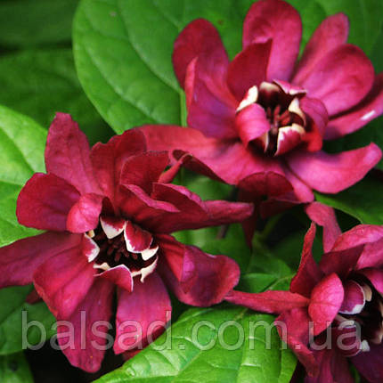 Калікант Хартледж Вайн / h 100-120 / Calycanthus Hartlage Wine, фото 1