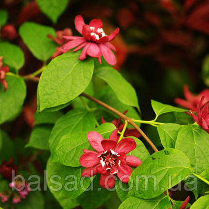 Калікант Хартледж Вайн / h 100-120 / Calycanthus Hartlage Wine, фото 3