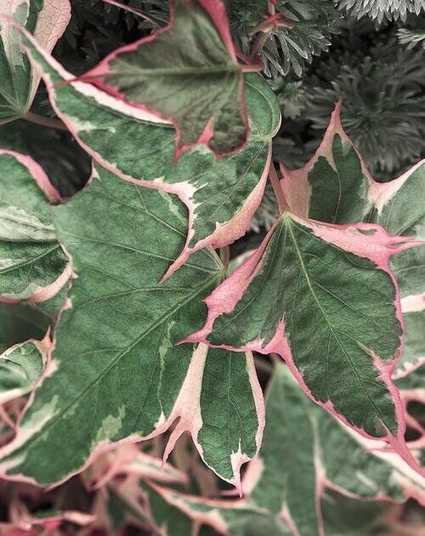 Іпомея Батат "Colored Leafs" (горщик р9, 20-30см)