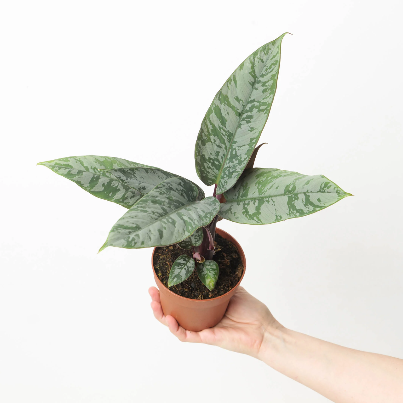 Апобаліс acuminatissima 'Lavallaei' (горщик р9, 25-30 см)