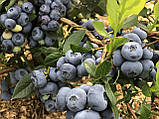 Саджанець лохина БЛУ ГОЛД (Blue Gold) 2 річні, фото 6