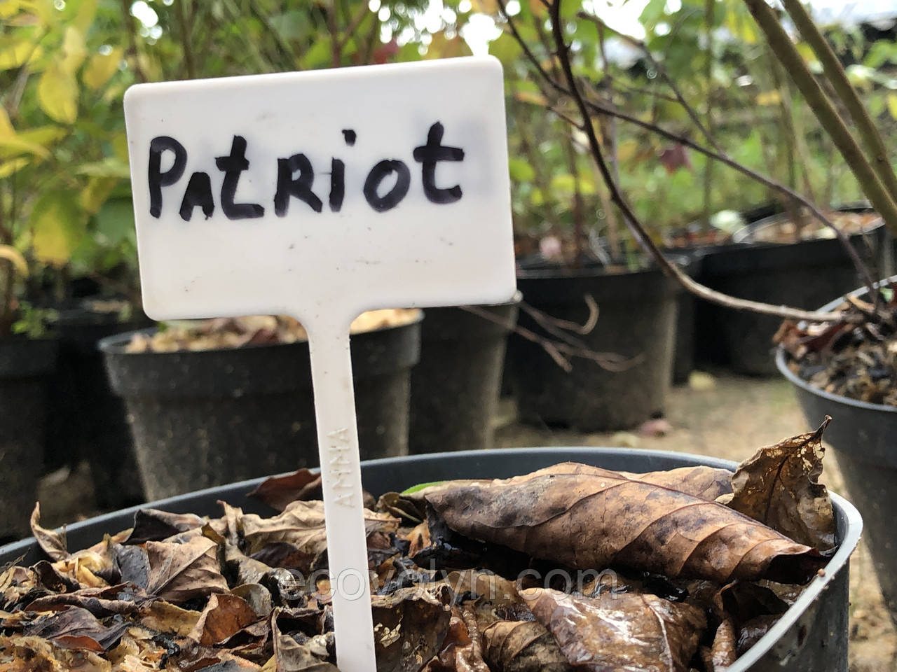 Саджанець лохина ПАТРІОТ (Patriot) 2 річні