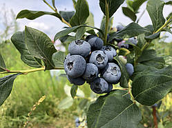 Торо (Toro) саджанець лохини 2 річний