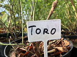 Торо (Toro) саджанець лохини 3 річний