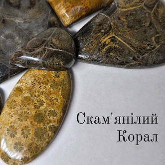 Корал скам'янілий