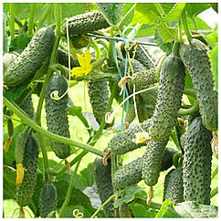 Огірок Капрікорн F1 поштучно Yuksel Tohum 1 шт