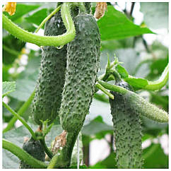 Огірок Пасалімо F1 поштучно Syngenta 1 шт.