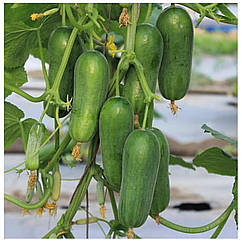 Огірок Фонтіна F1 поштучно Nongwoo Bio 1 шт