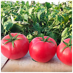 Томат Хапінет F1 поштучно Syngenta 1 шт