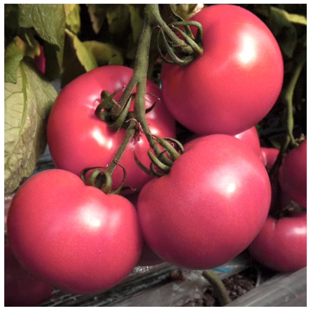 Томат Пінк Харт F1 поштучно Nongwoo Bio 1 шт, фото 1