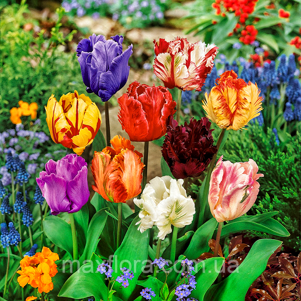 Тюльпани папугові мікс, 10шт, фото 1