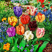 Тюльпани папугові мікс, 10шт