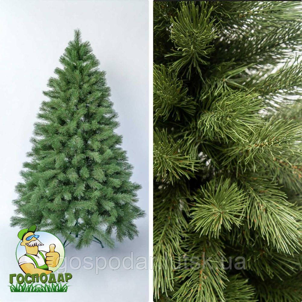 Сосна лита зелена, фото 1