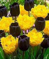 Набір тюльпанів "День-Ніч", 7шт