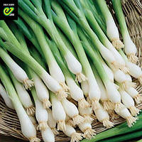 Цибуля на перо Кайгаро F1 Enza Zaden 2 г