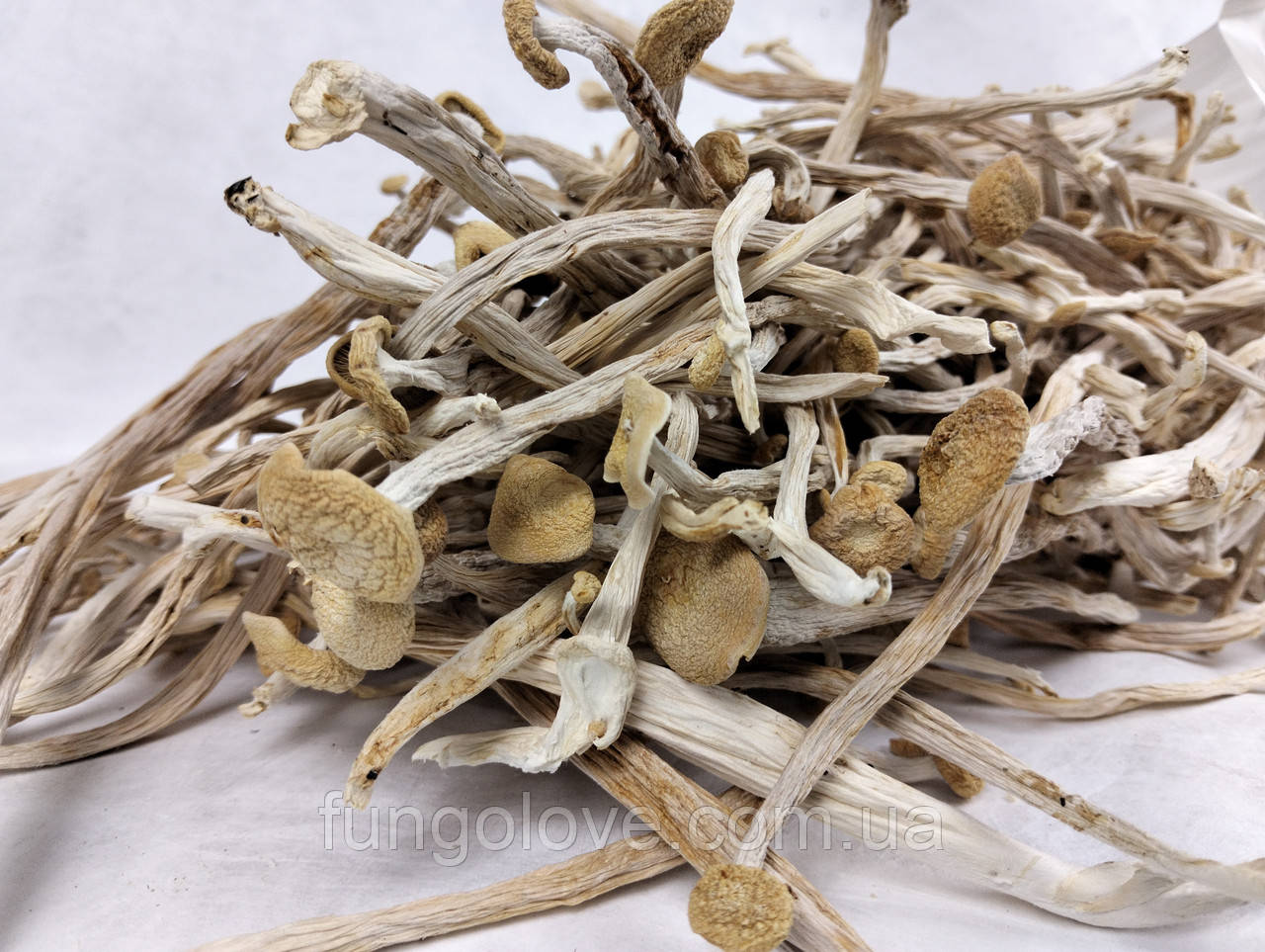 Сушені мелені гриби Шимеджі (Hypsizygus marmoreus), фото 1