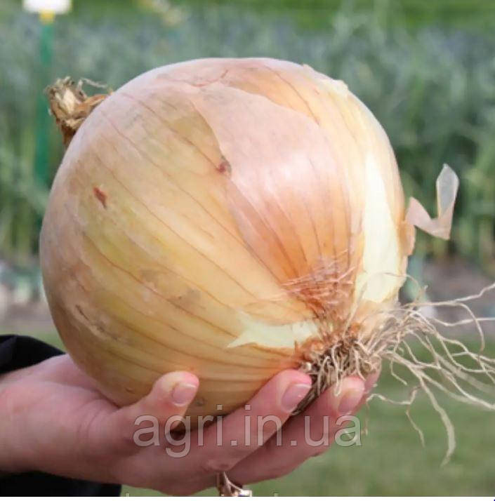 Цибуля сіянка Ексібішн (Голландія) 0,5кг