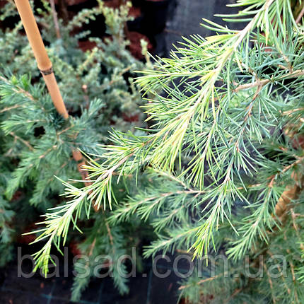 Кедр гімалайський Філін Санні / h 80-100 / Cedrus Feelin Sunny, фото 3