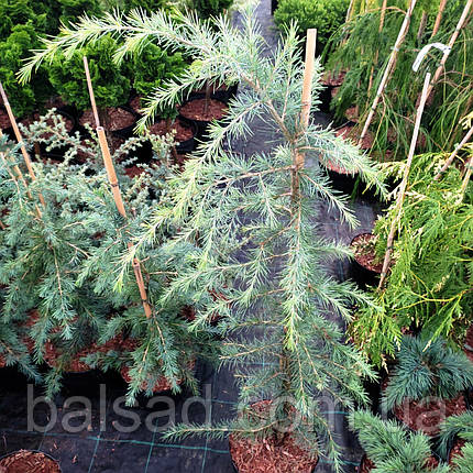 Кедр гімалайський Філін Санні / h 80-100 / Cedrus Feelin Sunny, фото 4
