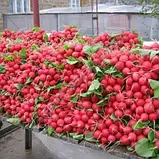 Сора (250 г) насіння редиски Leda, фото 2