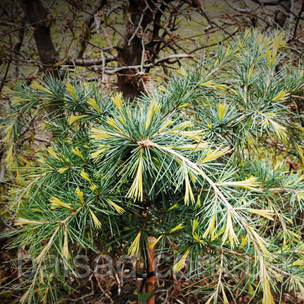 Кедр гімалайський Філін Санні / h 80-100 / Cedrus Feelin Sunny, фото 1