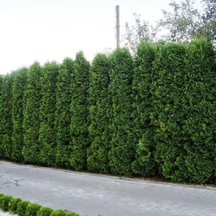 Туя західна Columna 2 річна, Туя западная Колумна, Thuja occidentalis Columna
