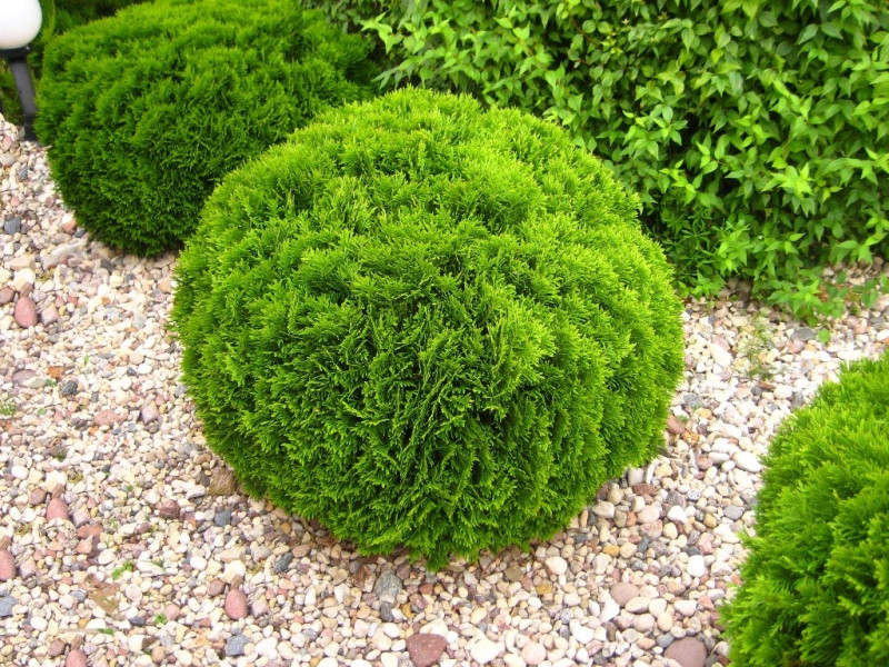 Туя західна Danica 3 річна, Туя западная Даника, Thuja occidentalis Danica - фото 1 - id-p446663605