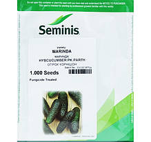 Насіння огірка Маринда F1 (Seminis), 1000 насіння — партенокарпік, ультраранний гібрид (40-45 днів), фото 6